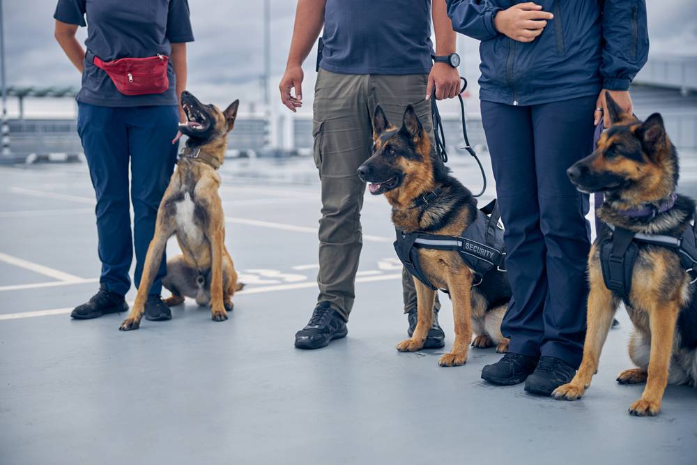 Miami International trials Covid-19 detector dogs